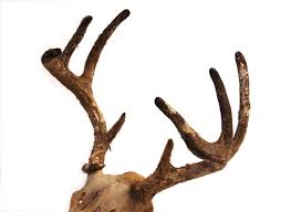 Adw Horns And Antlers