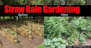 straw bale gardening 10 easy growing
