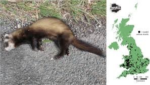 The polecat is the ancestor of the domestic ferret but exactly where and when ferrets were domesticated is still uncertain. Roadkill Polecat Physical Characteristics Of Such Casualties Can Be Download Scientific Diagram