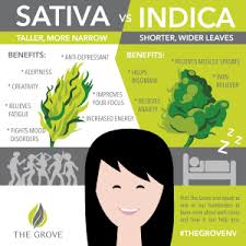 Which Strain Is Right For You Sativa Or Indica The Grove