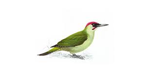Check spelling or type a new query. Green Woodpecker Facts Picus Viridis The Rspb