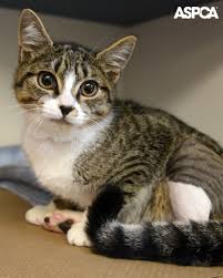Screws and rods are sometimes placed inside a cat's leg to help stabilize a broken bone. It Took A Village Aspca Surgeons Repair Four Month Old Kitten S Broken Legs Cats And Kittens Pretty Cats Cute Animals