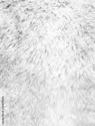 white soft cotton sheep wool fluffy fur