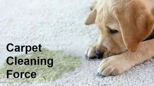 can carpet cleaner make my dog sick