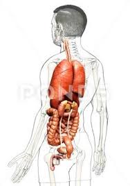 male internal organs graphic 134772049