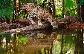 wallpaper jungle jaguar water