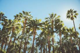 Palm Tree Care Your Essential Guide