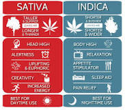 how-can-you-tell-if-its-indica-or-sativa