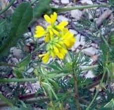 Trigonella corniculata cultivated fenugreek PFAF Plant Database