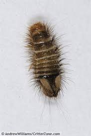 varied carpet beetle larva im