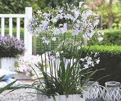 Top 10 Plants For Patios Thompson