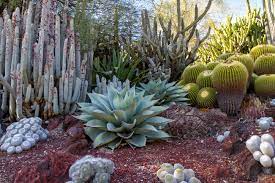 Tour The Tucson Botanical Gardens