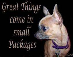 Discover and share chihuahua quotes. 73 Chihuahua Quotes Ideas Chihuahua Chihuahua Quotes Chihuahua Love