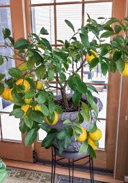 growing citrus indoors umn extension
