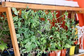 grow vegetables indoors easy beginner