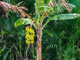 Pohon pisang berkembang biak dengan cara membentuk anak pisang yang disebut tunas. Ciri Ciri Pohon Pisang Dan Cara Merawatnya Agar Berbuah Besar Hot Liputan6 Com