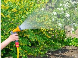 The Best Hose Nozzle For Gardening And