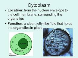 function of cytoplasm composition of