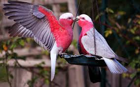 red lovebirds kissing picture