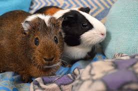 Can Guinea Pigs Ride In Cars Pocket Sized Pets