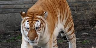 There were no golden tabby tigers or stripeless white tigers reported at the hawthorn circus (which bred white tigers extensively) so the gene did not appear to be present in that breeding population. Kaziranga S Golden Tiger Dilemma Explained Why The Rare Cat Inbreeding Cause Concern For India S W The New Indian Express