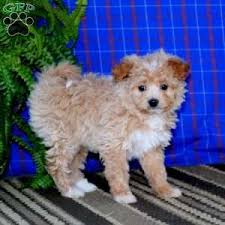 pomapoo puppies greenfield