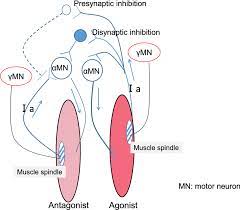 alfa motor neurons innervate extrafusal