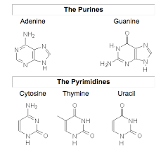 Purines Vs Pyrimidines Difference And Comparison Diffen