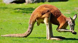 The brand still remains true to its sports origin and combines a genuine athletic heritage. The Amazing Five Legged Kangaroo Science Aaas