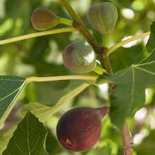 fig tree ile ilgili görsel sonucu