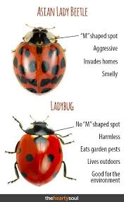 Lady Bugs Ladybug Vs Asian Lady Beetle