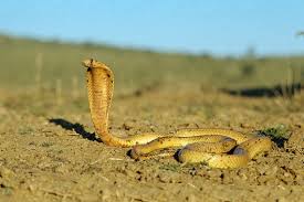 Top 10 Dangerously Deadliest Snakes Of South Africa