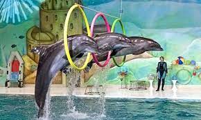 dubai dolphin show covid tickets