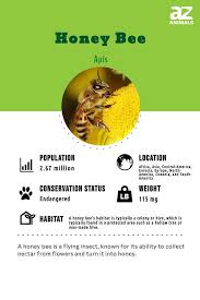 honey bee insect facts a z s
