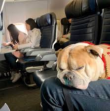is united airlines pet friendly