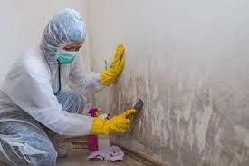 A Mold Remediation Contractor