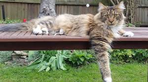Alibaba.com offers 1,687 cat tree maine coon products. Appeal As Exning Maine Coon Cat Shot With Air Gun Bbc News