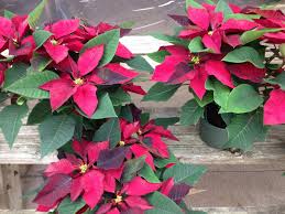 pered poinsettias a holiday