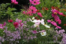 Check spelling or type a new query. An English Country Cottage Garden Promenade Plantings