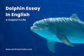 dolphin essay in english a dolphin s