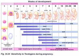 Biology 442 Human Genetics Teratogens Prenatal