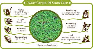 dwarf carpet of stars simplified care