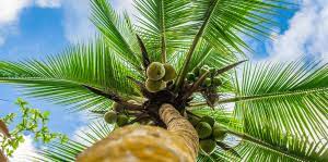 how to grow a coconut palm living