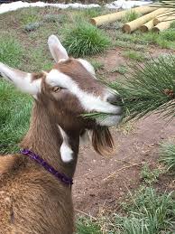 Nutrition For Goats Veterinary Partner Vin