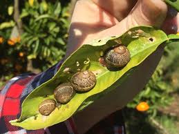 managing snails in citrus orchards