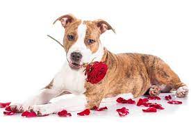 Poisonous Plants And Flowers For Dogs