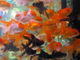 List Of Goldfish Varieties Wikipedia