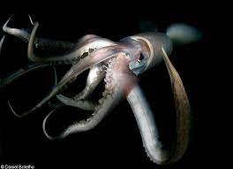 study giant squid grow larger than buses