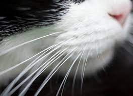why do cats have whiskers petmd