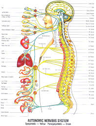 Spine Diagram Chart Wiring Diagrams